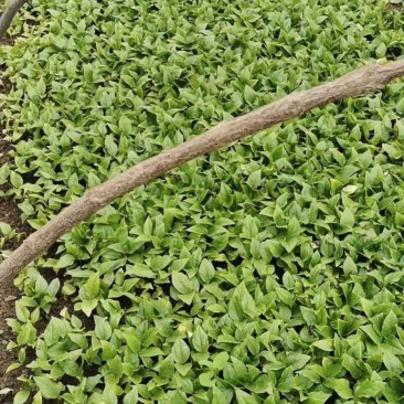 大量出售辛夷芽苗玉兰芽苗