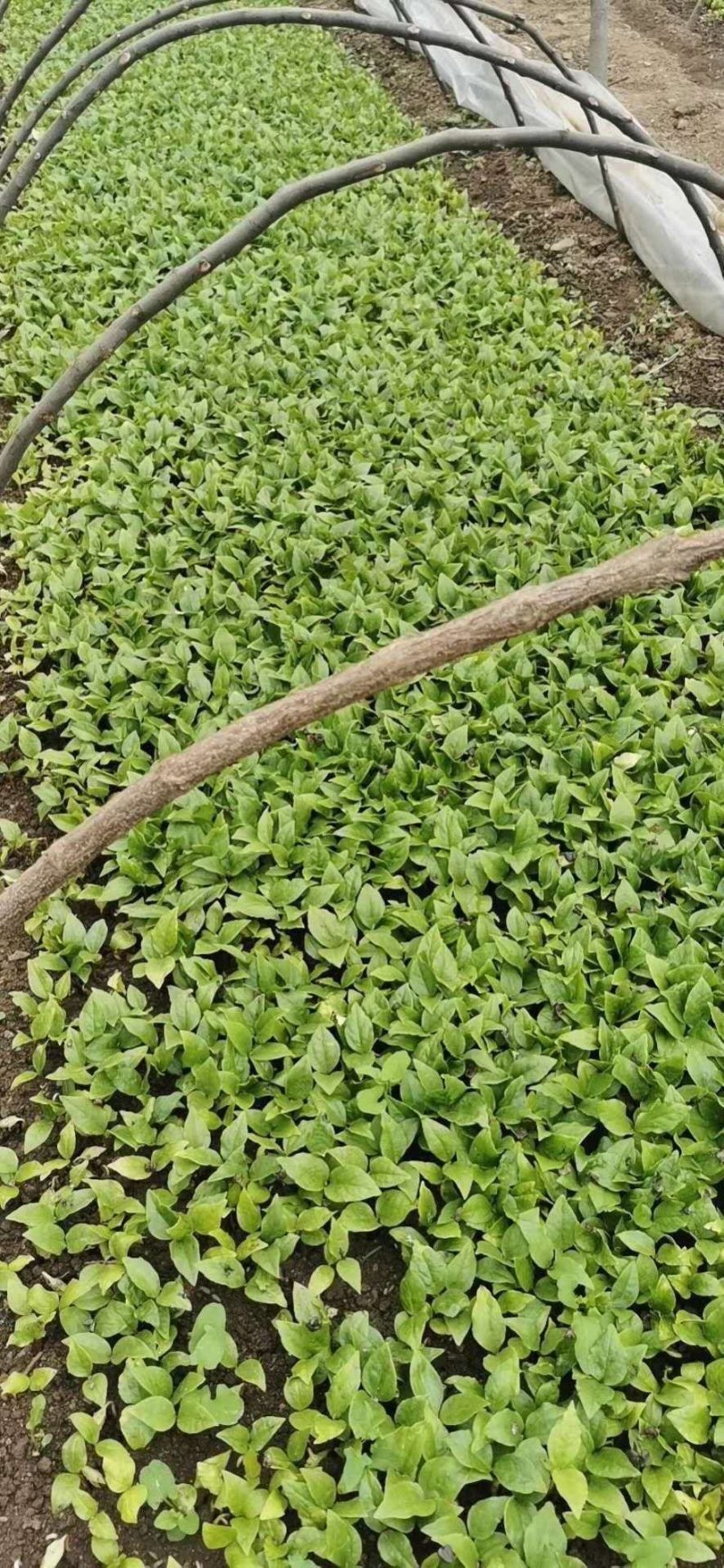 大量出售辛夷芽苗玉兰芽苗