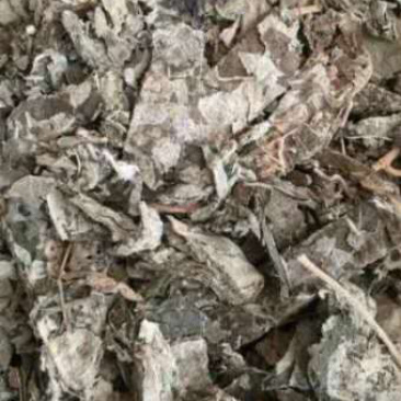 紫珠叶【包邮】三斤起发货可批量可零售量大从优