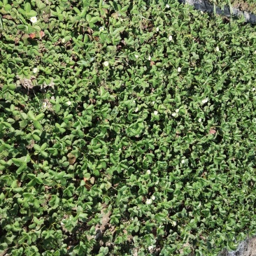 出售草莓苗，红颜草莓苗，甜宝草莓苗，妙香草莓种苗