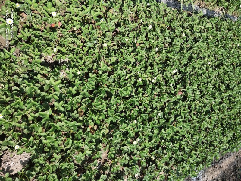 出售草莓苗，红颜草莓苗，甜宝草莓苗，妙香草莓种苗