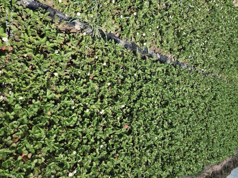 出售草莓苗，红颜草莓苗，甜宝草莓苗，妙香草莓种苗