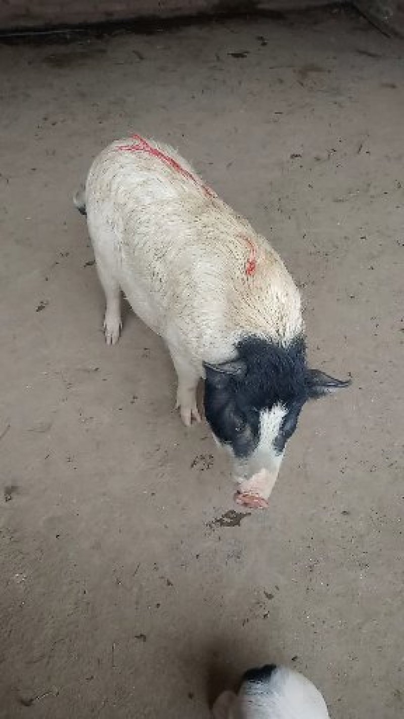 巴马香猪