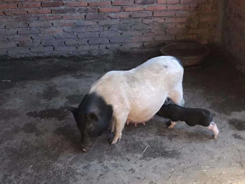 巴马香猪