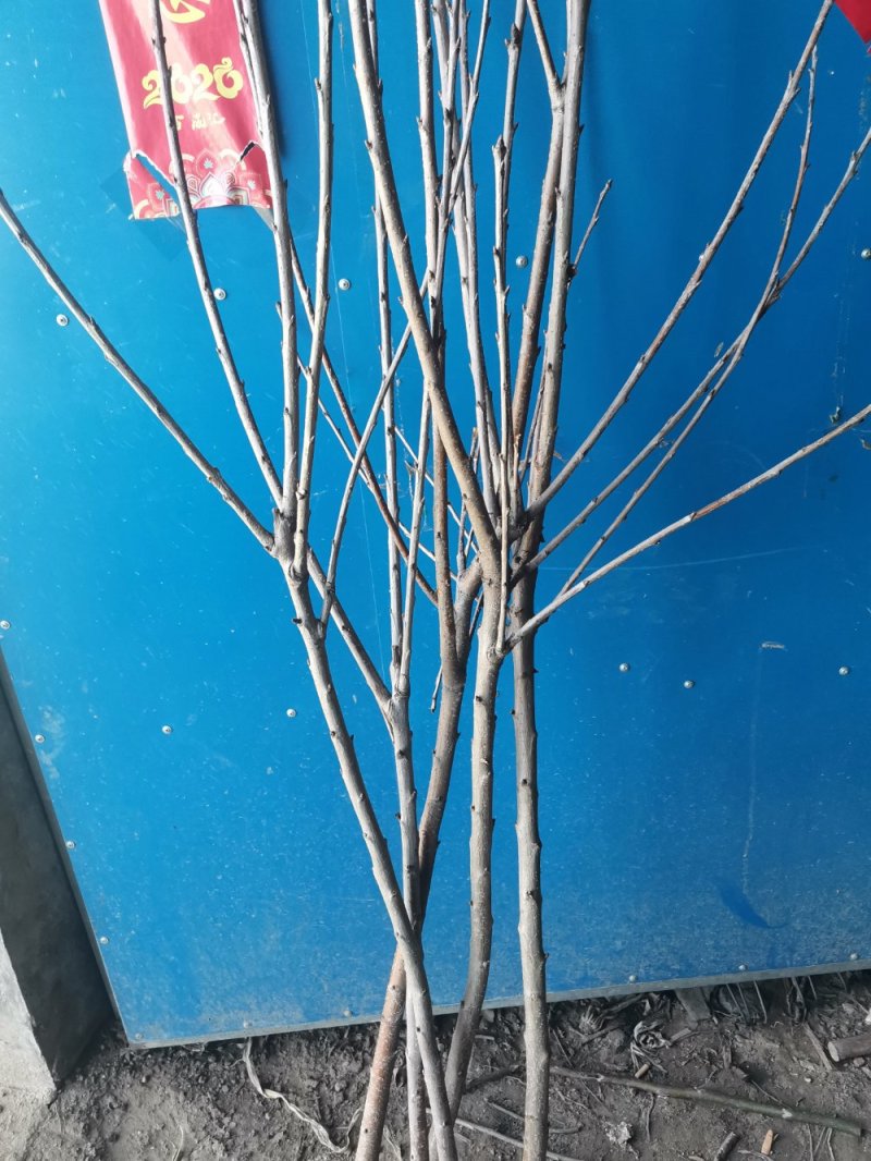 美早樱桃树苗，吉塞拉矮化樱桃，俄罗斯八号樱桃.等各种品种