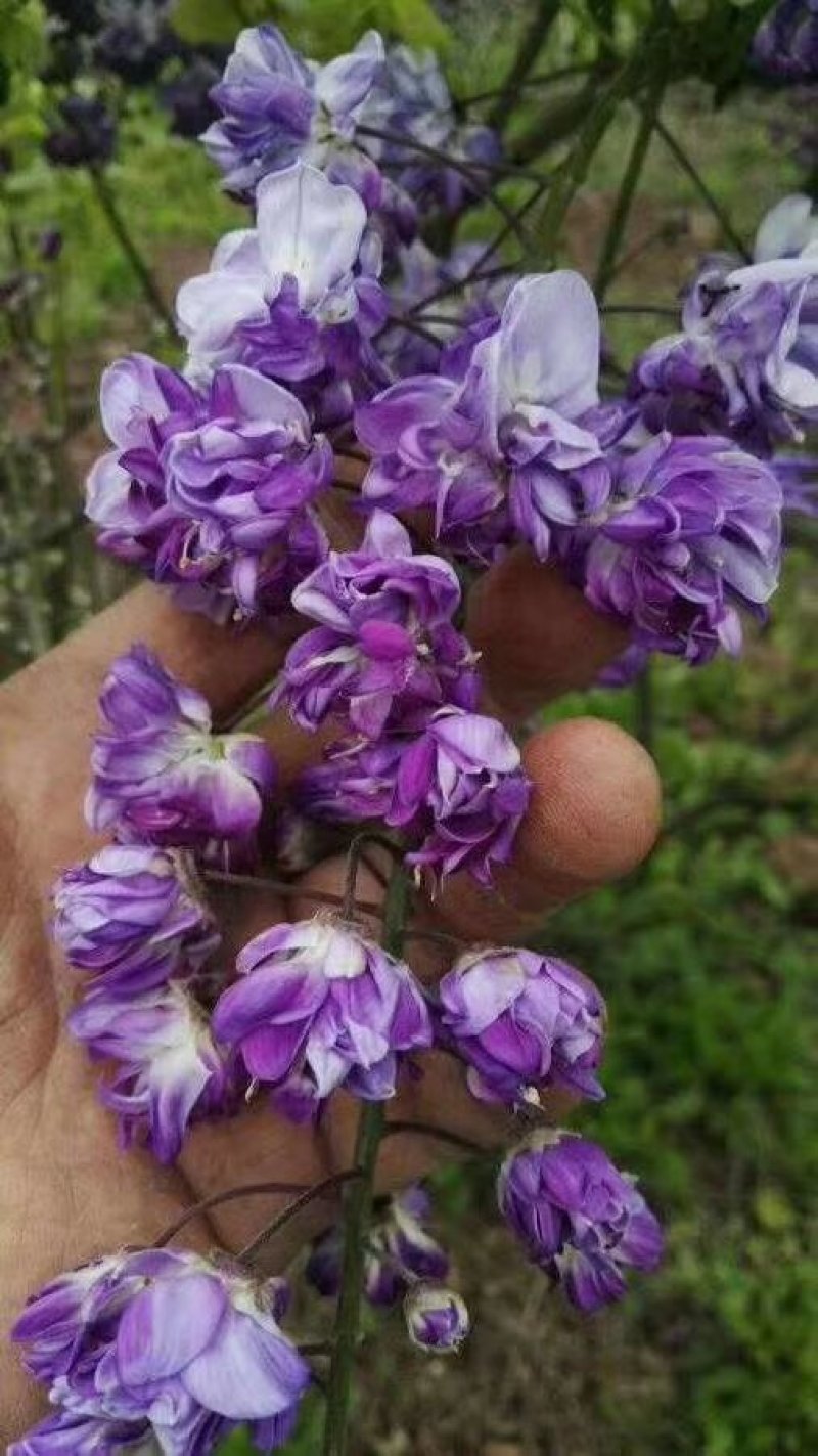 宿迁沭阳紫藤1~2cm80~1米基地直供保质保量