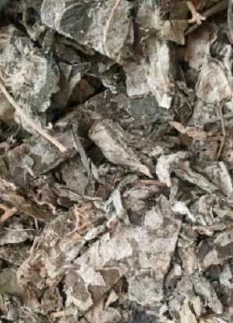 白背叶【包邮】三斤起发货可批量可零售量大从优
