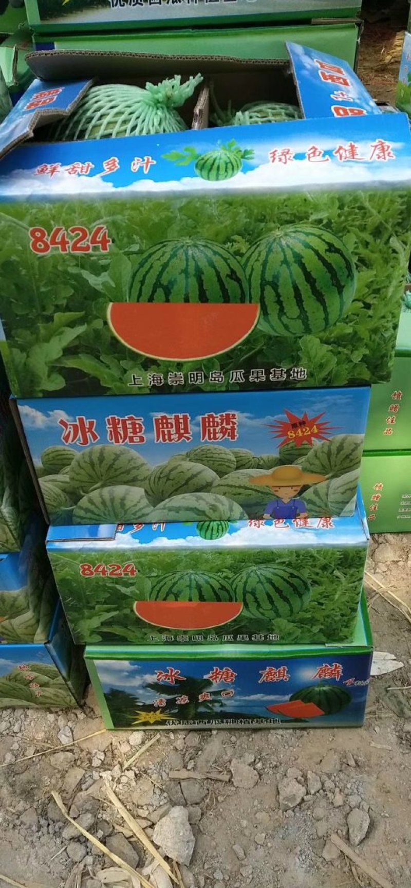 2026年，优质8424，美都，大量上市中，支持代发