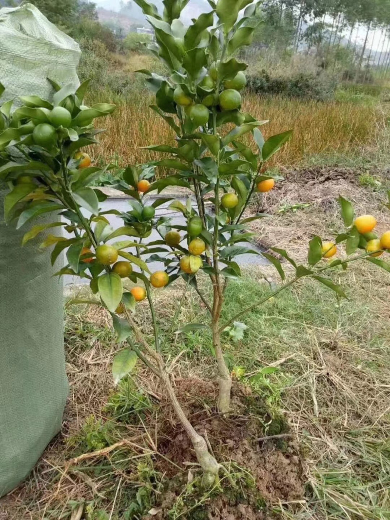 脆蜜金柑苗脆皮柑桔苗两年靓苗当年结果带土带叶包邮