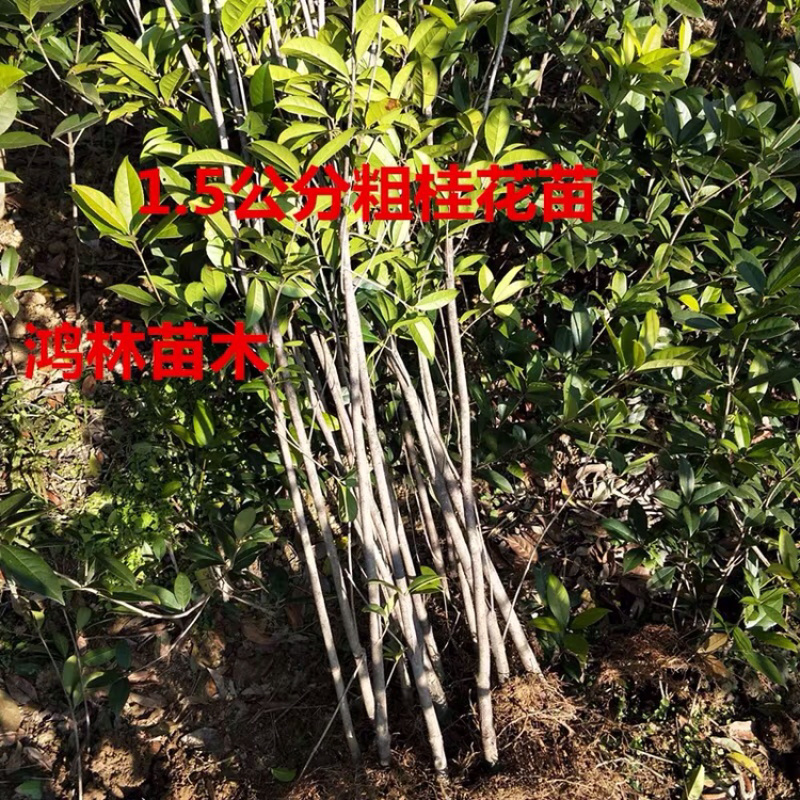 金桂花树苗桂花树苗批发规格齐全