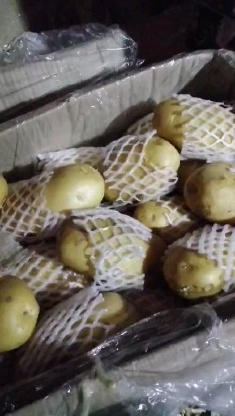 土豆，土豆种籽，商品土豆