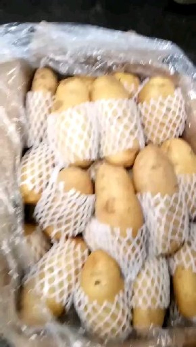 土豆，土豆种籽，商品土豆