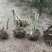 映山红下山桩老桩熟桩