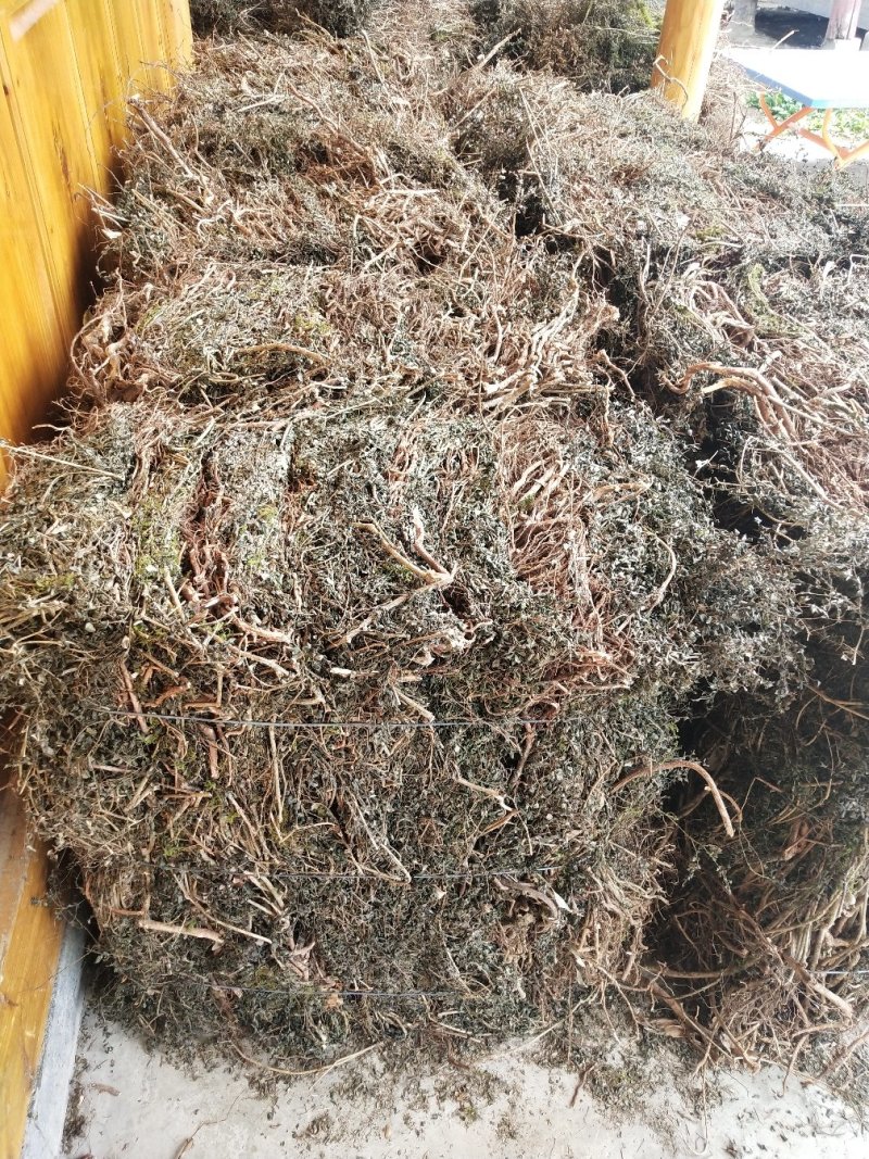 绣花针虎刺伏牛花鸟不宿寿星草云南特产中药材包邮量