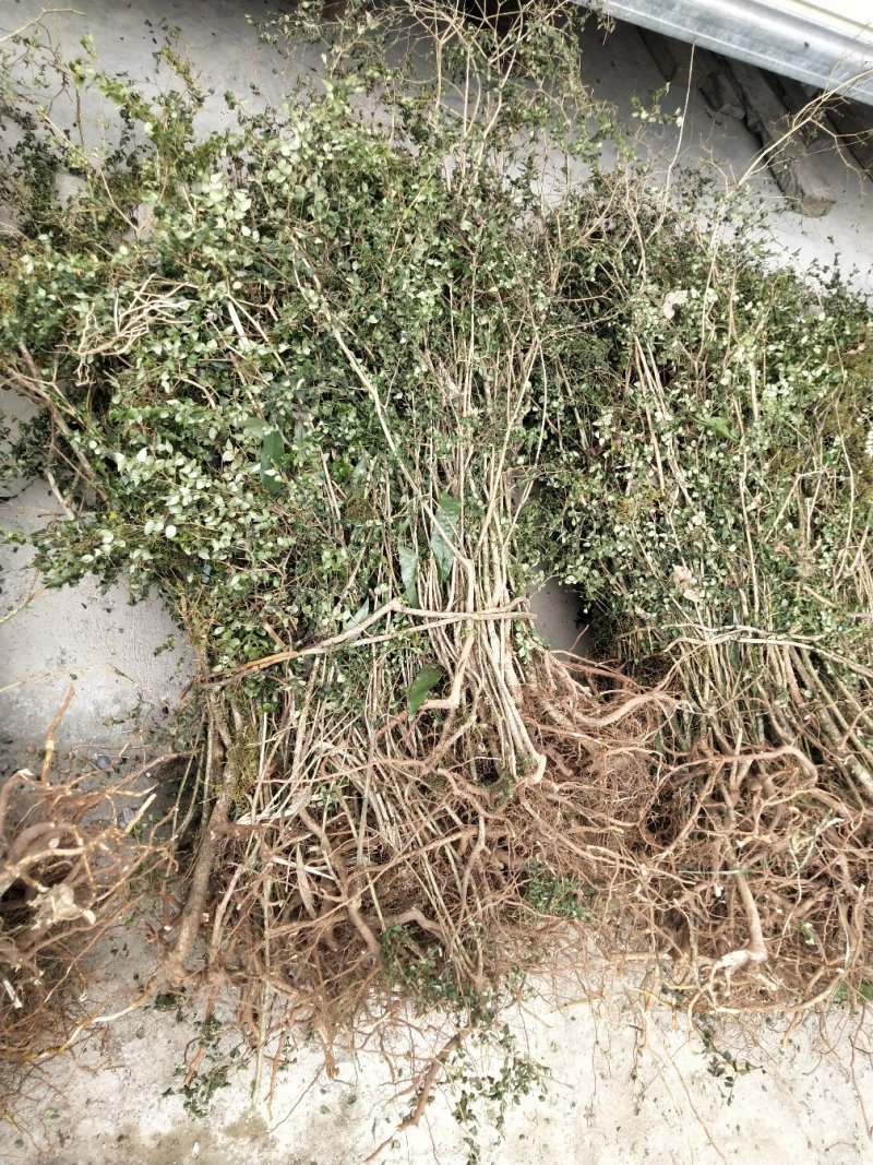 绣花针虎刺伏牛花鸟不宿寿星草云南特产中药材包邮量