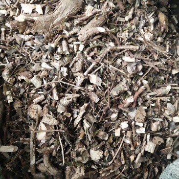 绣花针虎刺伏牛花鸟不宿寿星草云南特产中药材包邮量