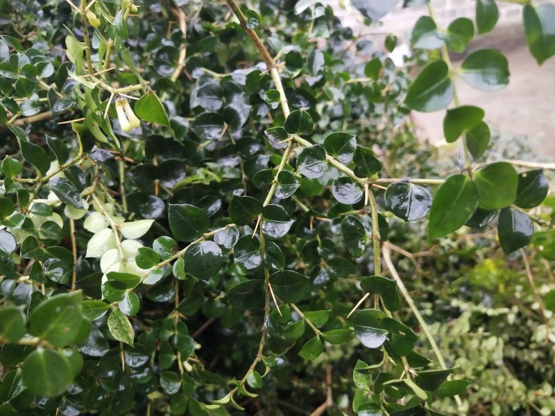绣花针虎刺伏牛花鸟不宿寿星草云南特产中药材包邮量