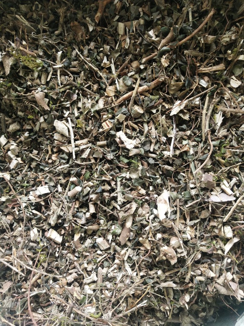 绣花针虎刺伏牛花鸟不宿寿星草云南特产中药材包邮量