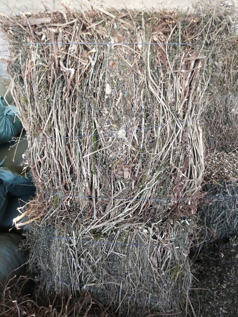 绣花针虎刺伏牛花鸟不宿寿星草云南特产中药材包邮量