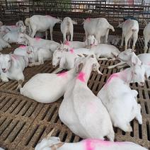 白山羊包成活包技术买10只送2只小羊山羊苗羊羔
