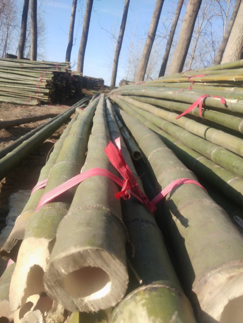 竹竿，树支撑，大棚竹竿，菜架杆，大南竹