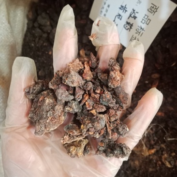 没药制没药各种中药材批发质量保证产地直销