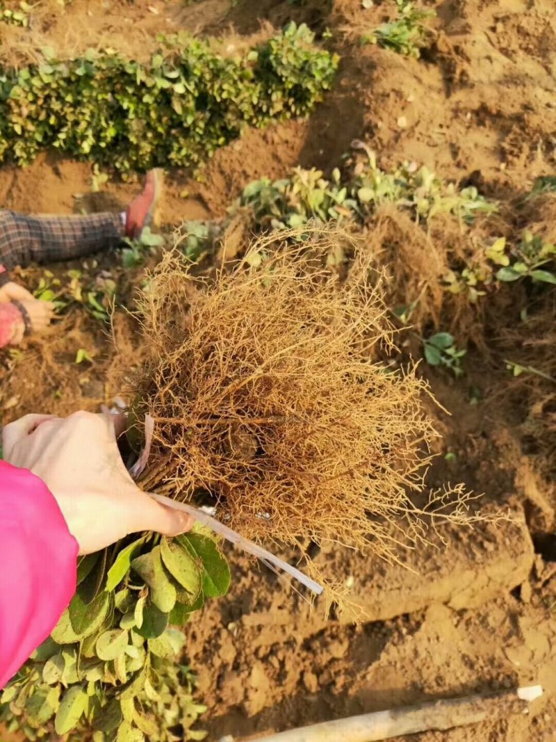 热销优质北海道黄杨小苗床苗色块大量现货自家苗圃