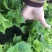 绿化苗木绣球，八仙花，杯苗，无尽夏，各种绣球