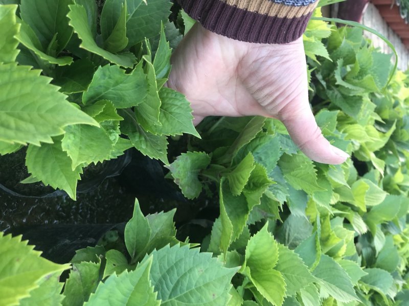 绿化苗木绣球，八仙花，杯苗，无尽夏，各种绣球