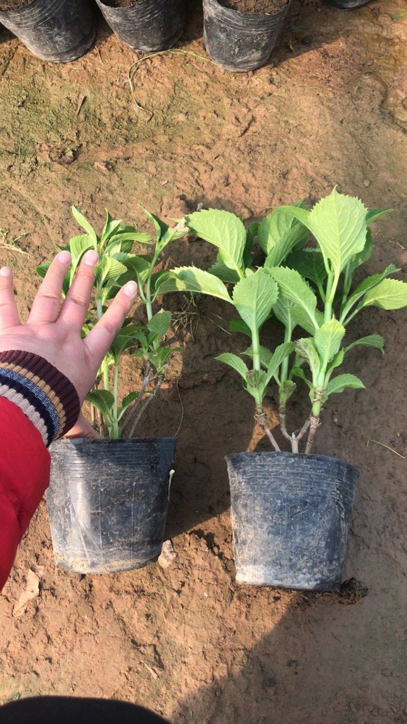 绿化苗木绣球，八仙花，杯苗，无尽夏，各种绣球