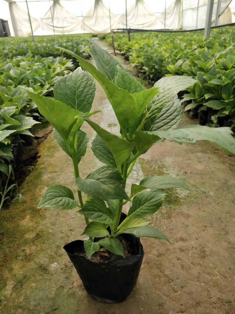 绿化苗木绣球，八仙花，杯苗，无尽夏，各种绣球