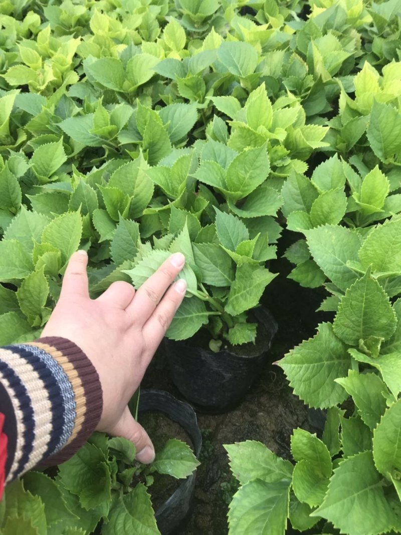 绿化苗木绣球，八仙花，杯苗，无尽夏，各种绣球