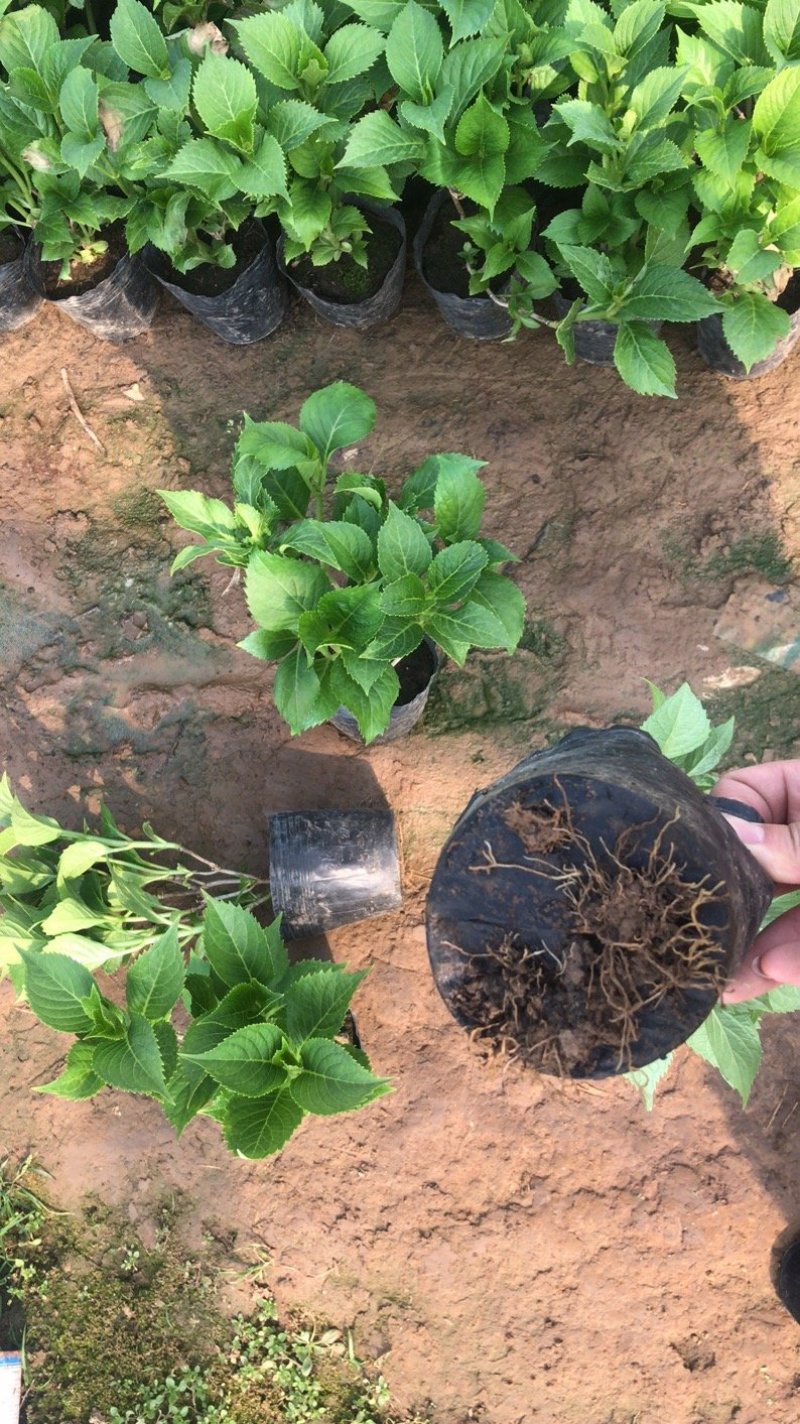 绿化苗木绣球，八仙花，杯苗，无尽夏，各种绣球