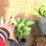 绿化苗木绣球，八仙花，杯苗，无尽夏，各种绣球