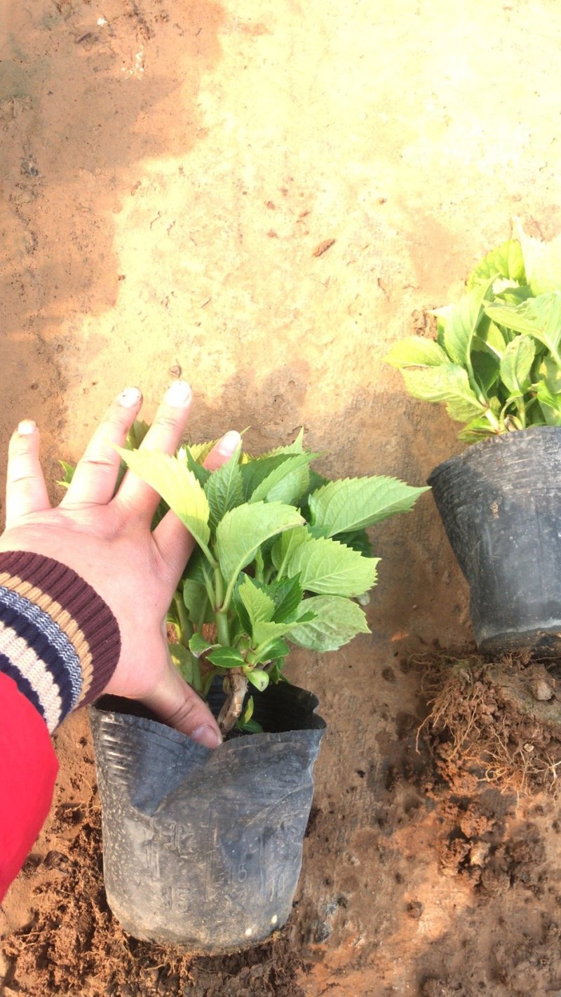 绿化苗木绣球，八仙花，杯苗，无尽夏，各种绣球