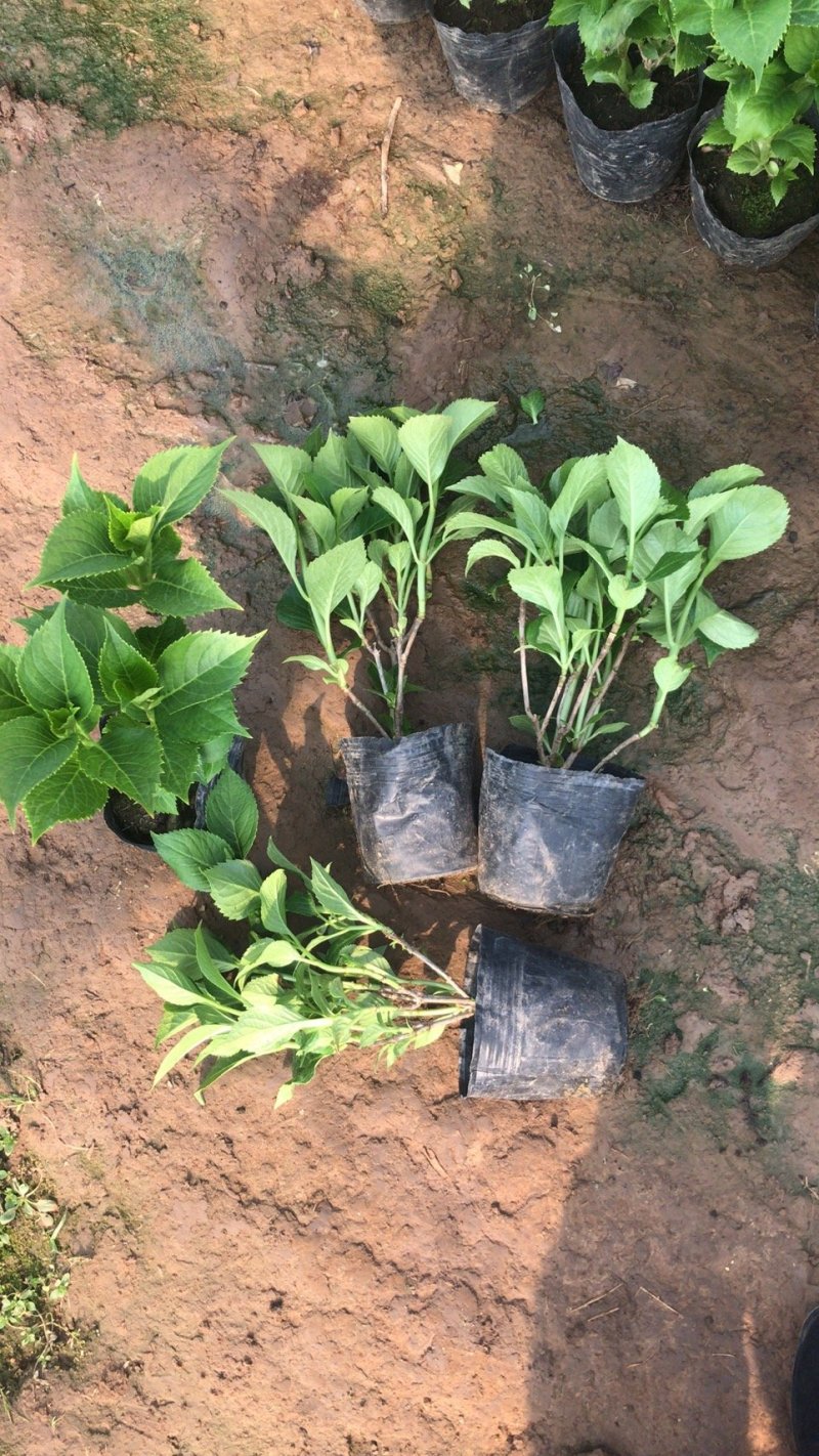绿化苗木绣球，八仙花，杯苗，无尽夏，各种绣球