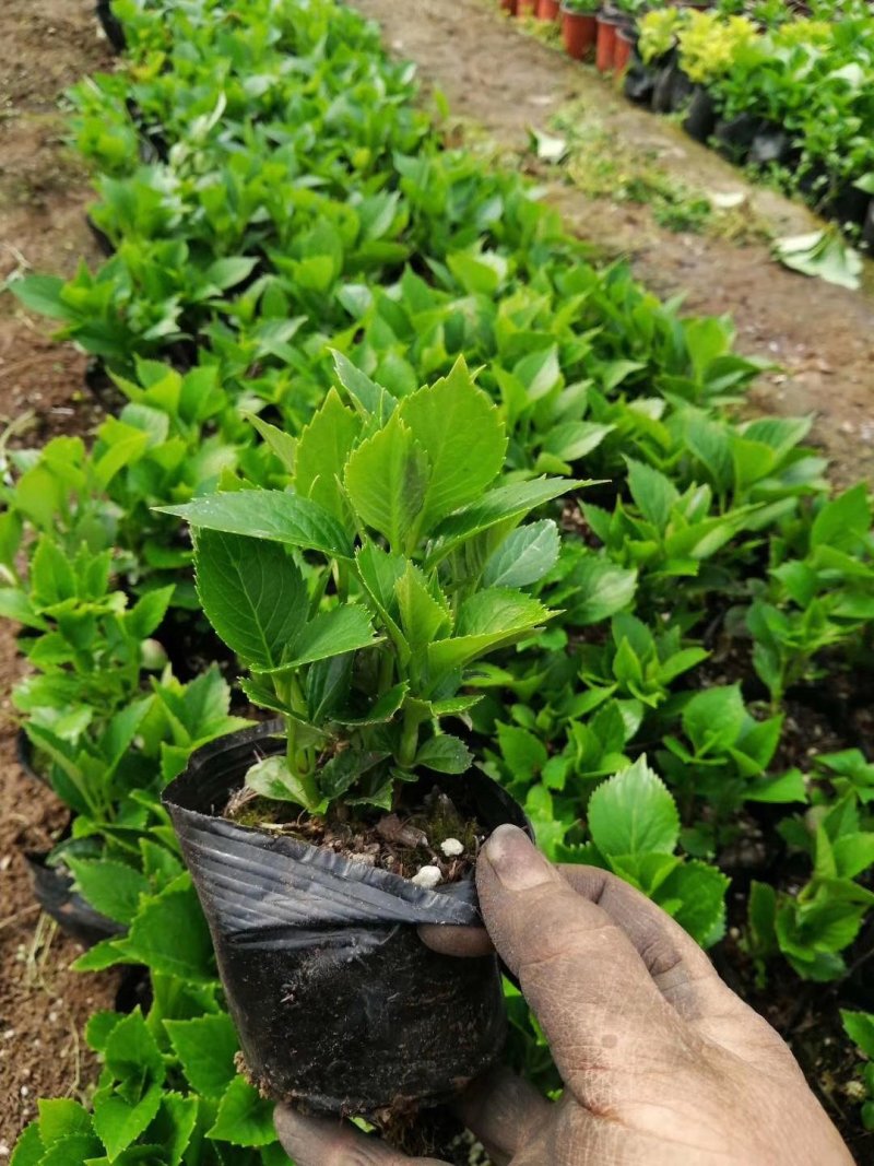 绿化苗木绣球，八仙花，杯苗，无尽夏，各种绣球