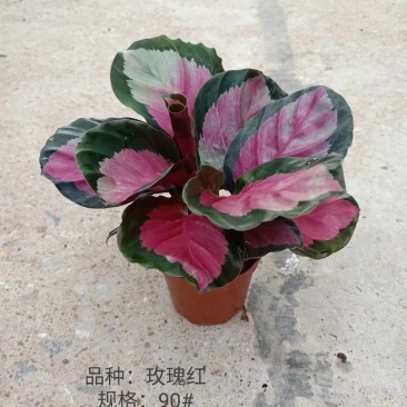 90#玫瑰红