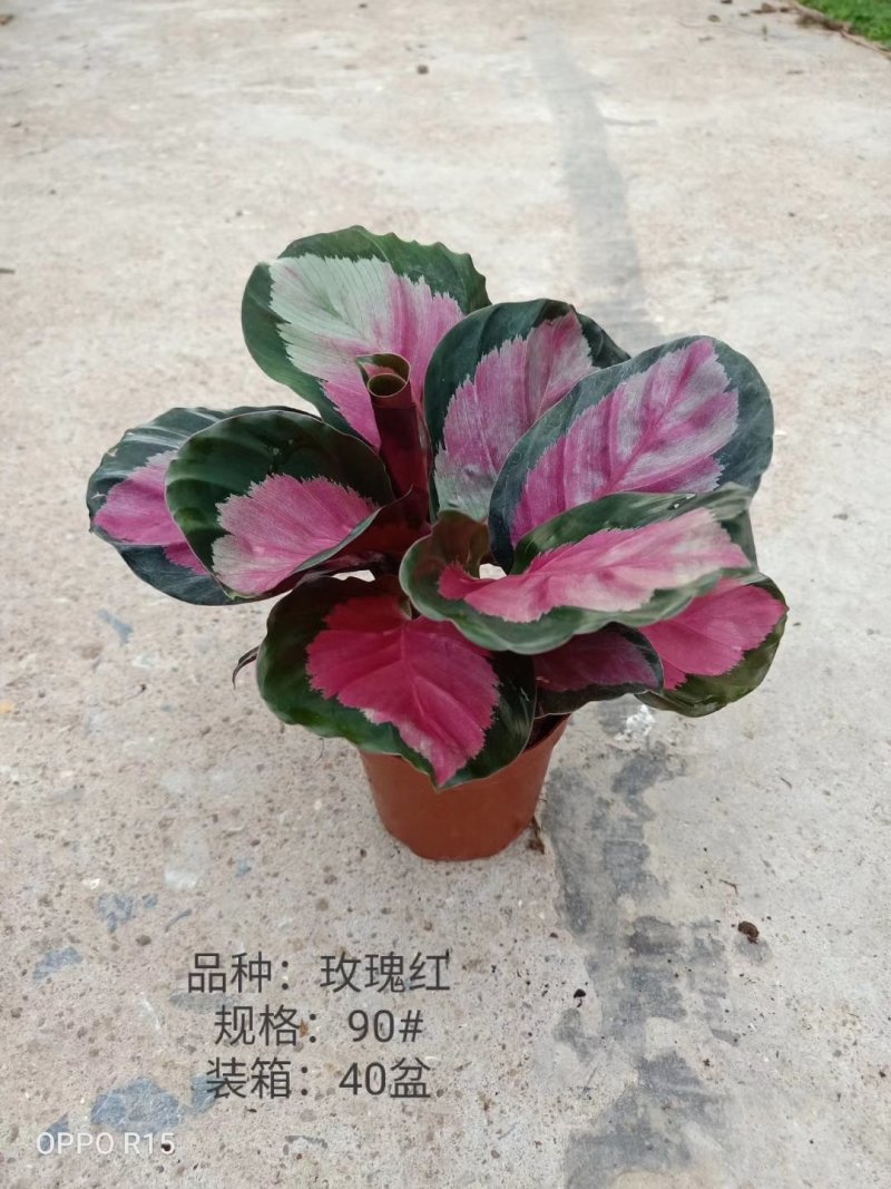 90#玫瑰红