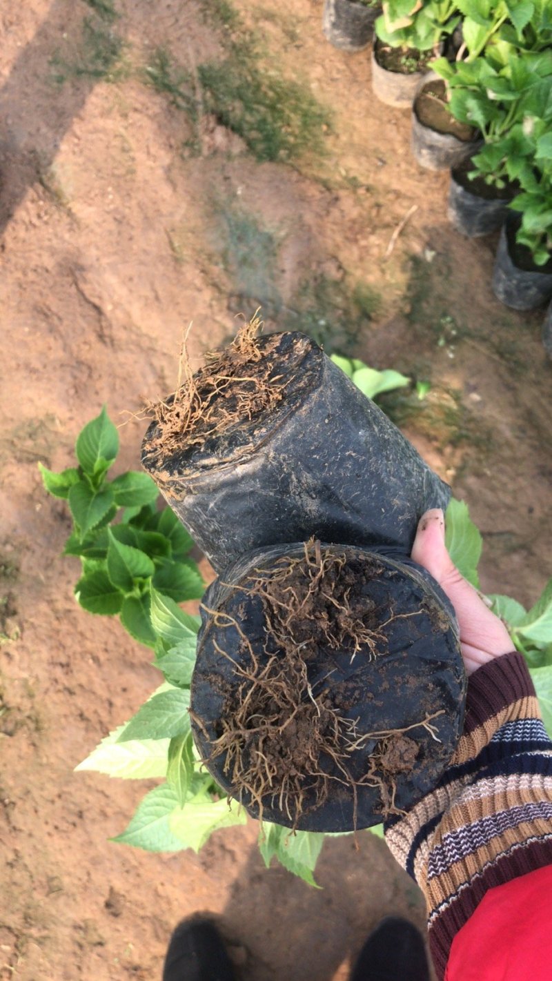 绿化苗木绣球，八仙花，杯苗，无尽夏，各种绣球