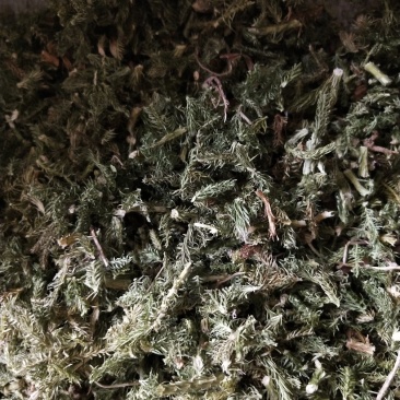 野生伸筋草毛狮子云南特产干品产地直接销售