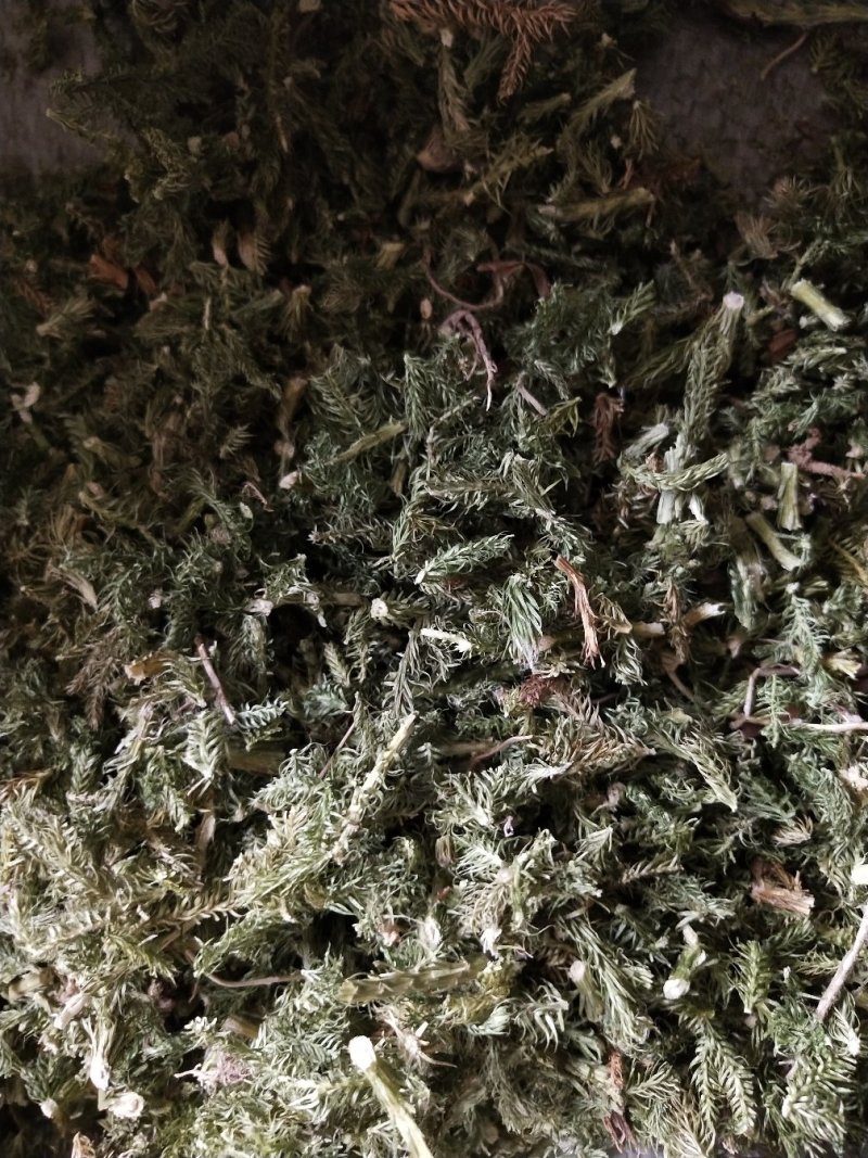 野生伸筋草毛狮子云南特产干品产地直接销售