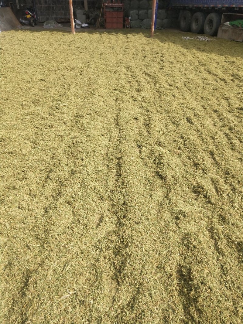 野生伸筋草毛狮子云南特产干品产地直接销售
