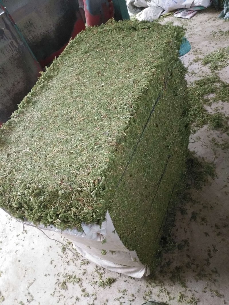 野生伸筋草毛狮子云南特产干品产地直接销售