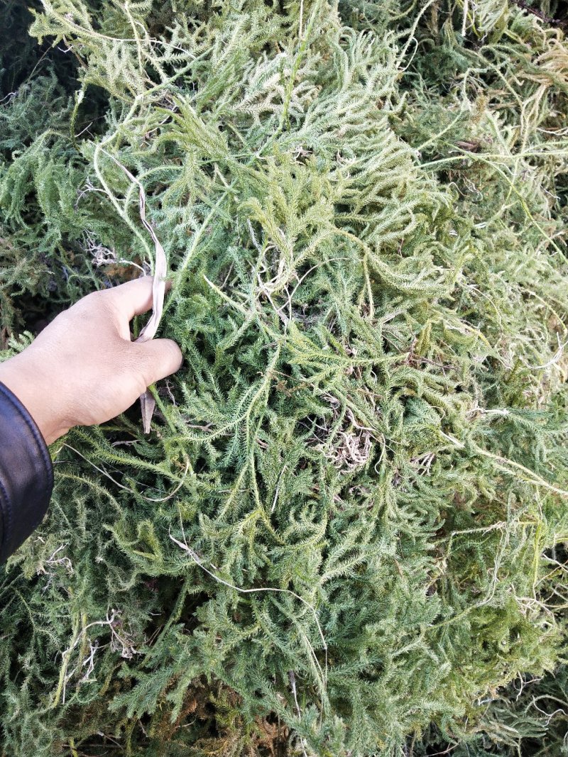 野生伸筋草毛狮子云南特产干品产地直接销售