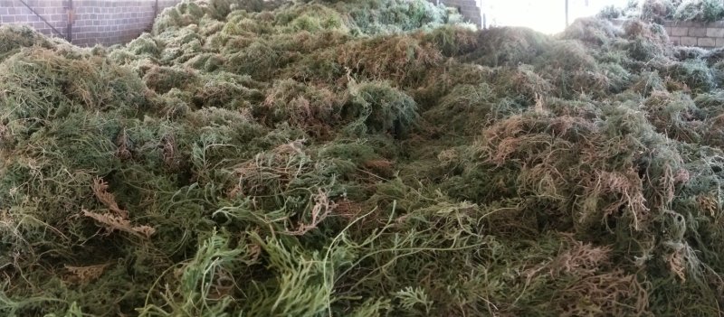 野生伸筋草毛狮子云南特产干品产地直接销售