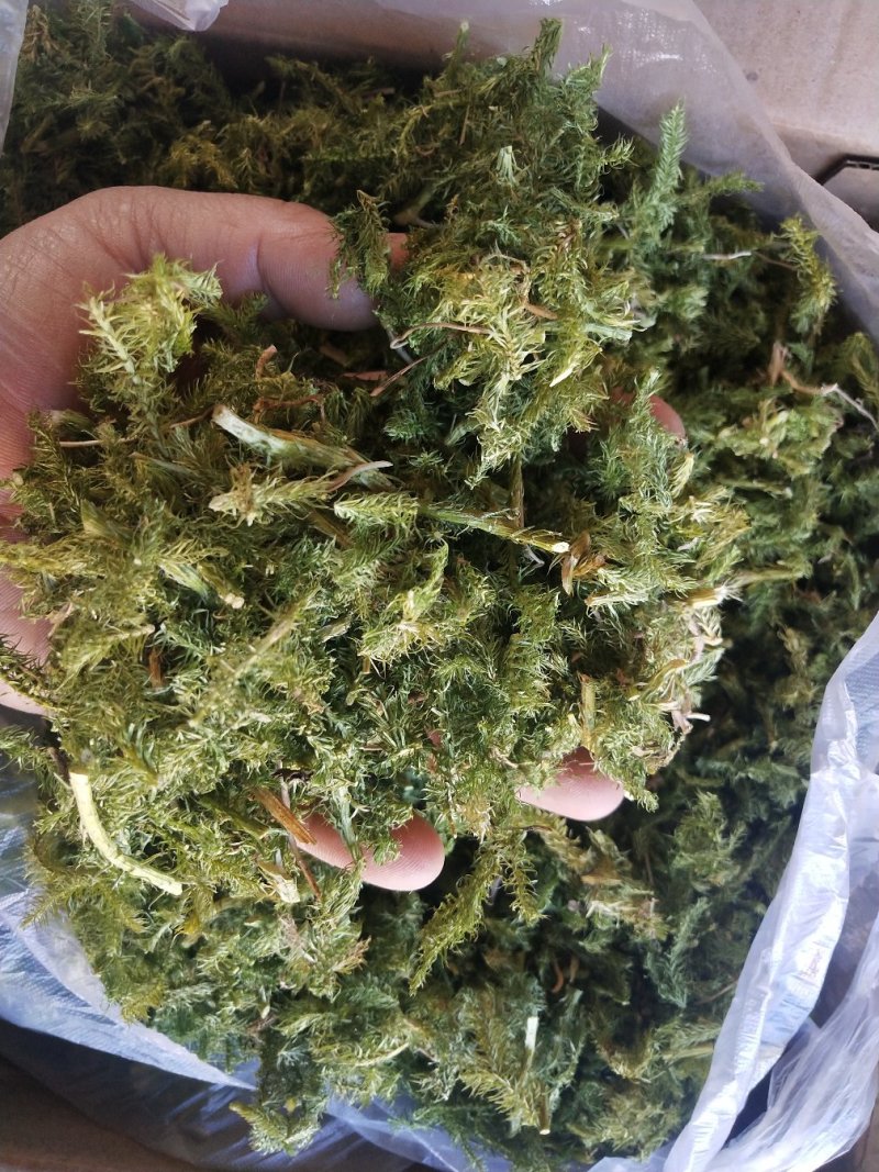 野生伸筋草毛狮子云南特产干品产地直接销售