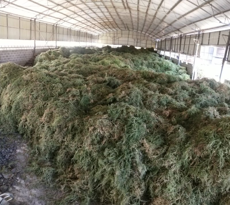 野生伸筋草毛狮子云南特产干品产地直接销售