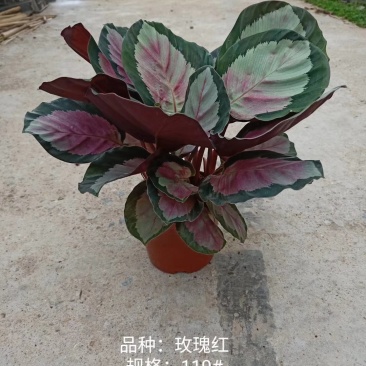 110#玫瑰红