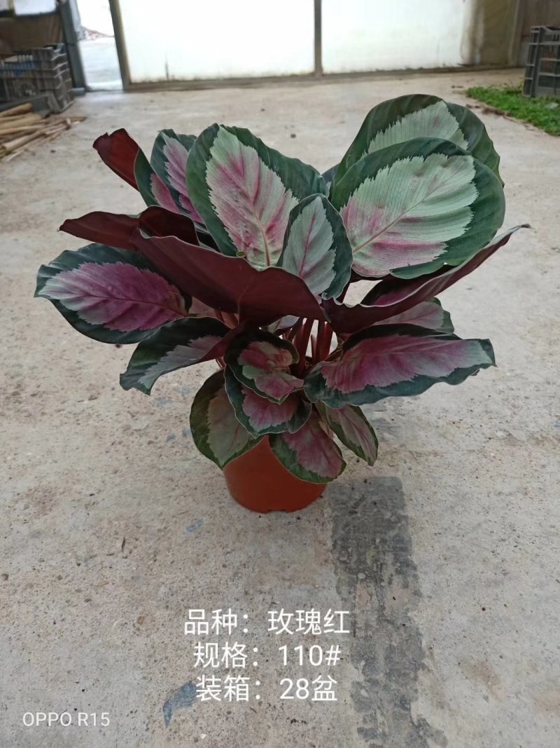 110#玫瑰红
